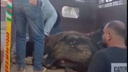 रेवाड़ी: गौ रक्षकों ने रेवाड़ी में 2 बैल कराए मुक्त, टाटा 407 छोड़कर आरोपी भागे; पैर व मुंह बांधकर ले जा रहे थे गौवंश