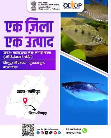 एक ज़िला, एक उत्पाद’ योजना के अंतर्गत मणिपुर राज्य के विष्णुपुर ज़िले को विशिष्ट मत्स्य उत्पाद, नगारी और पेंगबा (Osteobrama belangeri) के लिए चयनित किया गया है।
यह पहल स्थानीय उत्पादों को बढ़ावा देकर आत्मनिर्भर भारत की दिशा में एक सशक्त कदम