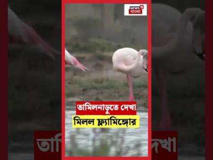 Tamil Nadu তে দেখা মিলল Flamingo র | N18S | #shorts