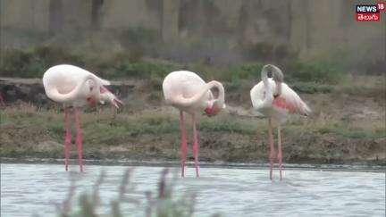 Flamingos Migrate to Thoothukudi Lake | Tamil Nadu | తూత్తుకుడికి ఫ్లెమింగోలు | N18V