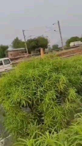 बस्सी: बस्सी इलाके के बांसखोह स्टेशन के पास हाईवे पर एक वृद्ध का संदिग्ध अवस्था में शव मिलने से आसपास के इलाके में फैली सनसनी