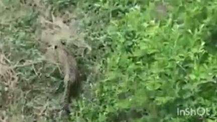 बिजनौर: हल्दौर के गांव बिलाई में आबादी के नजदीक दिखा गुलदार का शावक, ग्रामीणों में मचा हड़कंप