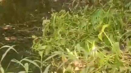 नौगढ़: दानोगढा के समीप कर्मनाशा नदी में जहरीला पदार्थ डालकर मछलियों को मारने वालों के खिलाफ पुलिस ने दर्ज किया मुकदमा