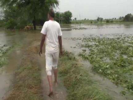 हरदा: हरदा जिले में देर रात बारिश से किसानों की मूंग की फसल को भारी नुकसान