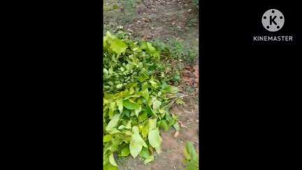 चलकुशा: लेवड़ा के जंगल में अवैध रूप से हो रही पेड़ों की कटाई