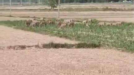 बल्दीराय: सराय गोकुल क्षेत्र में नीलगाय के आतंक से किसान परेशान, फसलों को चट करने में लगी हैं नीलगाय