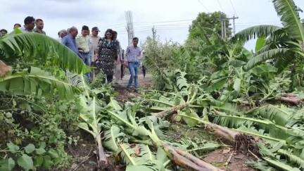 बुरहानपुर नगर: राय गांव में तेज हवा और तूफान से केले की फसल को नुकसान, एसडीएम ने दी जानकारी