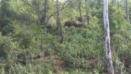 খড়গপুর ১: খড়গপুর বন বিভাগের কলাইকুন্ডা রেঞ্জে ৬ নং জাতীয় সড়কের পাশে ঢুকে পড়ল ২৫ থেকে ৩০ টি হাতির দল