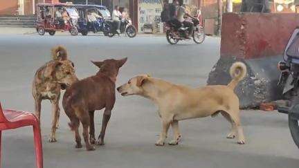 धनौरा: गजरौला शहर में बड़ा आवारा कुत्तों का आतंक, तीन मासूम बच्चों पर किया हमला, एक की हालत गंभीर