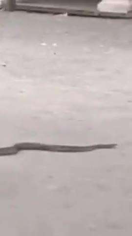 राजगढ़: तहसील कार्यालय में दिखा 7 फीट लंबा सांप, खिलचीपुर में दुर्लभ दोमुंहा चकलौंड मिलने से लोगों में दहशत
