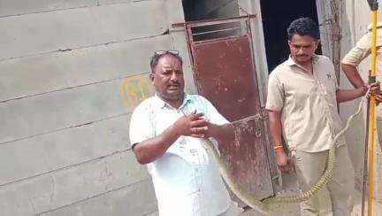 बेगुं: नितिन स्पिनर्स के पास आए 6 फीट लंबे रेट स्नैक का वन्यजीव प्रेमी लादू लाल माली द्वारा रेस्क्यू कर जंगल में छोड़ा गया