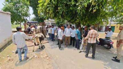 पीलीभीत: आवास विकास कॉलोनी में नगर पालिका की टीम ने आवारा गोवंशों को गौशाला पहुंचाने के लिए चलाया अभियान