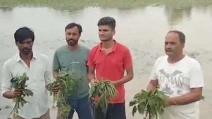 हरदा: हरदा जिले में एक रात में 58.4 मिमी बारिश, 1000 एकड़ मूंग की फसल जलमग्न, किसानों ने समर्थन मूल्य पर खरीद की मांग की