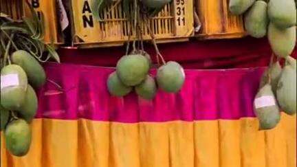 बुलढाणा: गावरान आंब्याच्या व्हेरायटी संकलन करून जतन करण्यासाठी प्रयत्न करणार- कुलगुरु डॉ.शरद गडाख