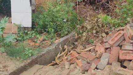 सहावर: सांपों का अठखेलियां करते हुए वीडियो सोशल मीडिया पर हुआ वायरल