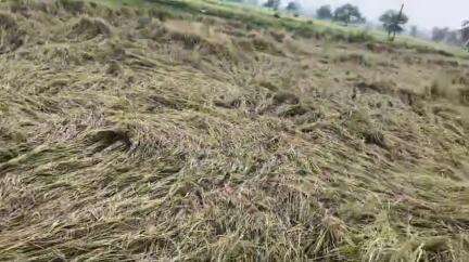 भंडारा: जिल्ह्यात वादळी वाऱ्यासह आलेल्या पावसाने धान पिकाचे प्रचंड नुकसान, शेतकरी आर्थिक संकटात #Jansamasya