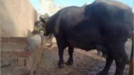 अम्बाला: मुलाना से अज्ञात चोर एक भैंस और कटरी चोरी कर ले गए, पुलिस में शिकायत दर्ज