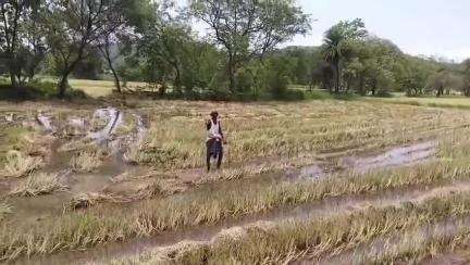 ନୂଆପଡା: ବାଦି ପଞ୍ଚାୟତର ବିଭିନ୍ନ ଗ୍ରାମରେ ଅଦିନିଆ କାଳବୈଶାଖୀ ବର୍ଷାରେ ଚାଷୀଙ୍କ ଧାନ ନଷ୍ଟ, ଚାଷୀଙ୍କ ପ୍ରତିକ୍ରିୟା #jansamasya