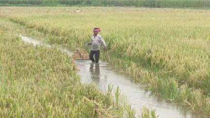 গাজোল: ময়না নীল নগর গ্রাম এলাকায় কৃষকদের ধানের জমিতে বৃষ্টির জল ঢুকে ক্ষতির মুখে চিন্তার মাথায় হাত #jansamasya