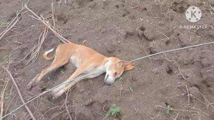 मंठा: महावितरणाच्या भोंगळ कारभारामुळे विजेच्या तारा खाली कोसळल्या आणि दोन जनावरे दगावले
