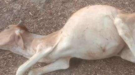 माण्डलगढ़: बृजपुरा में पैंथर ने गायों के बाड़े में घुसकर बछड़े का किया शिकार, ग्रामीणों ने पिंजरा लगाने की मांग की