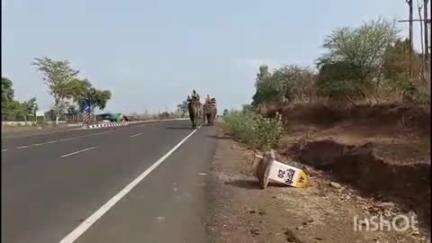 इटारसी: STR के चूरना रेंज से दो हाथी गुड़ला ग्राम में बाघ के रेस्क्यू के लिए रवाना, गुरुवार को रेस्क्यू में होंगे शामिल