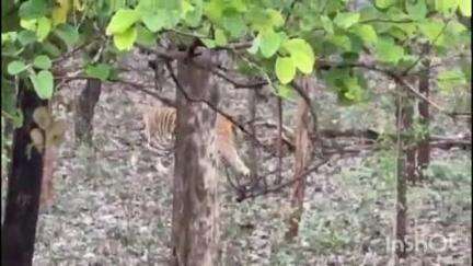 साकोली: मालूटोला गावात बिबट्याचे दर्शन, नागरिकांमध्ये भीतीचे वातावरण