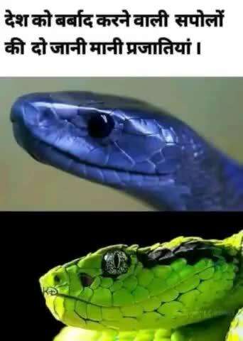 सांप के बच्चे अनमेच्योर होने के कारण आपके शरीर में वयस्क सांप के मुकाबले ज्यादा विष छोड़ देते हैं