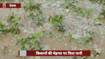 देवास जिले में बारिश से किसानों की मेहनत पर फिरा पानी, मूंग की फसल बर्बाद