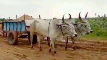காளையார்கோவில்: சிறியூர் நாட்டார் கால்வாய் பகுதியில் மணல் திருட்டில் ஈடுபட்டவர்மீது வழக்குப் பதிவு