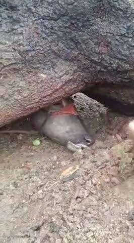 पचोर: कोड़ियाखेड़ी गांव में आंधी-तूफान से आम का पेड़ भैंस पर गिरा, भैंस की मौत, वीडियो आया सामने