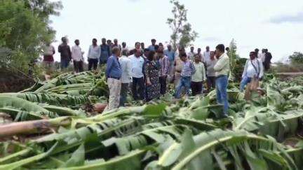 बुरहानपुर: आरबीसी 6/4 के तहत किसानों को मिलेगा मुआवजा, बुरहानपुर में आंधी से केला फसल बर्बाद, विधायक व एसडीएम ने किया निरीक्षण