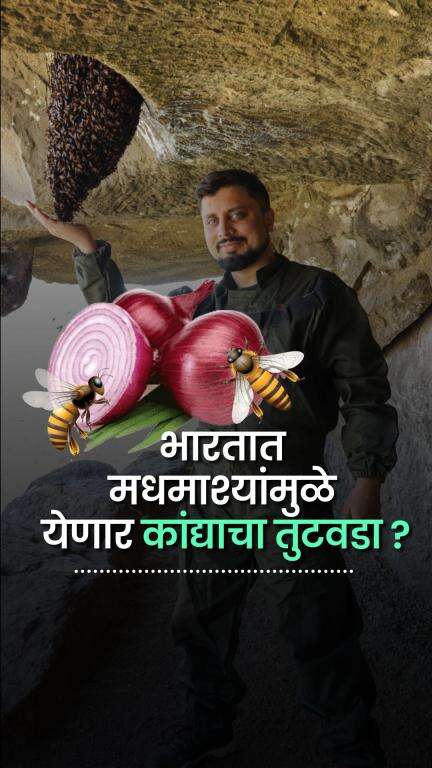 भारतात मधमाश्यांमुळे येणार कांद्याचा तुटवडा | Bee Man अमित गोडसे | Honey bees | Onion | Fruits | Bee rescue | Farming