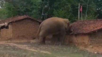 बानो: गिर्दा क्षेत्र में जंगली हाथी ने घर को तोड़ा, एक बच्चा घायल