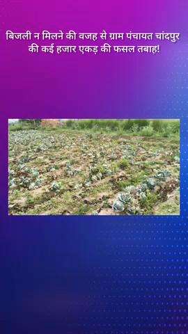 फरीदाबाद: बिजली न मिलने से ग्राम पंचायत चांदपुर में कई हजार एकड़ फसल तबाह!