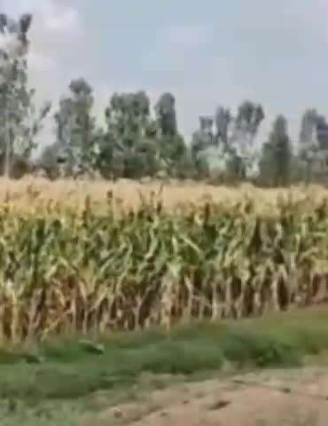 फतेेहपुर: मोहम्मदपुर खाला थाना क्षेत्र में किसानों की ज़मीन पर कब्जे का आरोप, भरोसा चीनी मिल के नाम पर लिया गया था