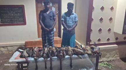 தேவகோட்டை: முப்பையூர் பகுதியில்  மயில்களை வேட்டையாடிய இருவர் கைது