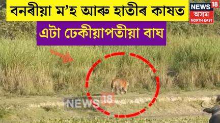 Kaziranga Tiger : বনৰীয়া ম’হ আৰু হাতীৰ কাষত এটা ঢেকীয়াপতীয়া বাঘ | N18V