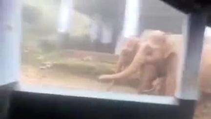 பந்தலூர்: பனிபடர்ந்த தேயிலை தோட்ட பகுதியிர் அழகும் அமைதியுமாக உலாவந்த காட்டியானை  குடும்பம்