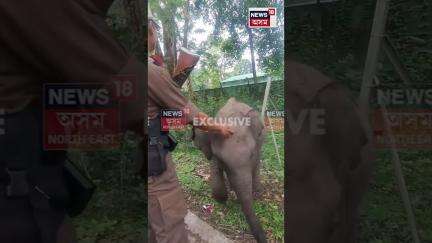 Manas National Park ৰ বাহবাৰী ৰেঞ্জৰ এটি ভাল লগা দৃশ্য | Baby Elephants #shorts n18s