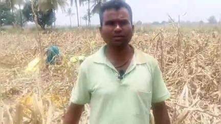 कोंडागांव: बेमौसम बारिश ने गिरोला में मक्का की फसल को पहुंचाया भारी नुकसान, किसानों ने दी जानकारी