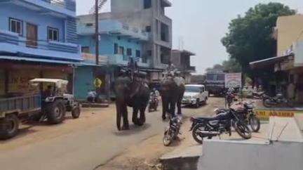 बाबई: ग्राम गुडला गांव के पास बाघ को पकड़ने के लिए लगाया गया दूसरा पिंजरा, एसटीआर से बुलाए गए दो हाथी