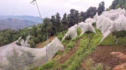 मंडी: हिमाचल प्रदेश का मंडी जिला बागवानी में नवाचार का केंद्र बना, ओलावृष्टि से बचाव के लिए किसानों ने अपनाई एंटी हेलनेट तकनीक