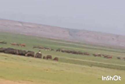 जवाली: वर्ड सेंचुरी एरिया में पहुंची गुज्जरों की हजारों भैंसें, पर्यावरण प्रेमी ने वीडियो बयान जारी कर मांगी कार्रवाई