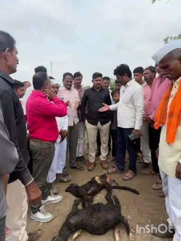 गंगापूर: धामोरी खुर्द येथे लांडग्यांच्या हल्ल्यात नऊ शेळ्या फस्त