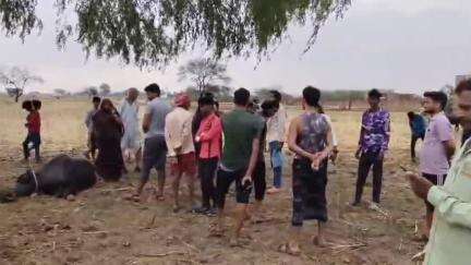 बबेरू: बेर्राव गांव में तेज आंधी और बारिश के साथ गिरी आकाशीय बिजली, 4 मेवेशियों की हुई मौत, एक वृद्ध झुलसा