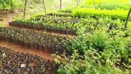 నారాయణపేట్: హరిత హారం లో మొక్కలు నాటేందుకు సిద్ధం: సింగరారం గ్రామ పంచాయతీ కార్యదర్శి శ్రీనివాస్