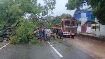 செங்கோட்டை: வனத்துறை அலுவலகம் ,புதூர் சவுக்கை ஆகிய பகுதிகளில் சூறாவளி காற்றின் காரணமாக மரங்கள் சாய்ந்ததால்  பாதிப்பு ஏற்பட்டது