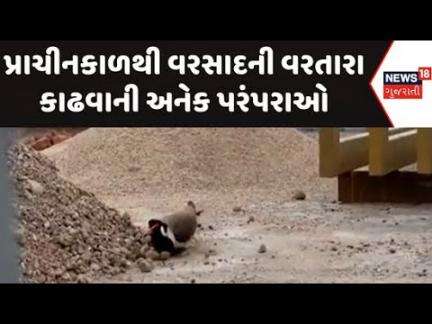 Aravalli Titodi Bird News : પ્રાચીનકાળથી વરસાદની વરતારા કાઢવાની અનેક પરંપરાઓ | Eggs | Gujarati News