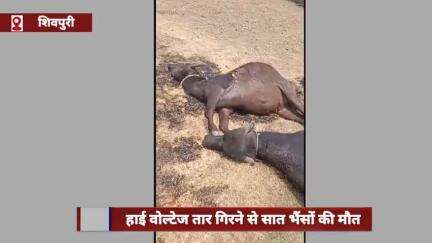 शिवपुरी जिले में हाई वोल्टेज तार गिरने से सात भैंसों की मौत, बिजली विभाग को पहले ही दी गई थी सूचना